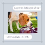 Can Dogs Drink Well Water