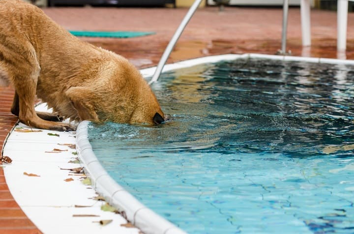 Your dog can drink from it if the water is fresh and clean.